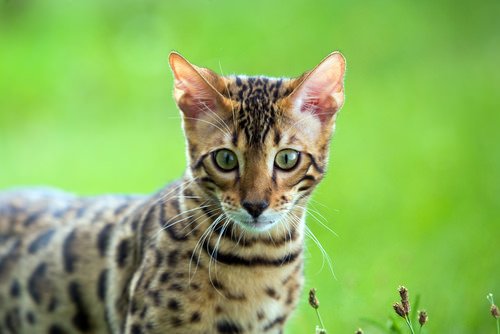 "9 Critical Health Issues of Bengal Cat, You Need to Be Worried About"
